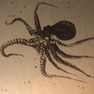 Meet your Posher, Fiona